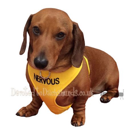 ‘Nervous’ Vest Harness And/Or Lead – Devoted to Dachshunds