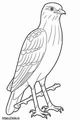 Sharp Shinned Hawk Full Body coloring Page sketch template