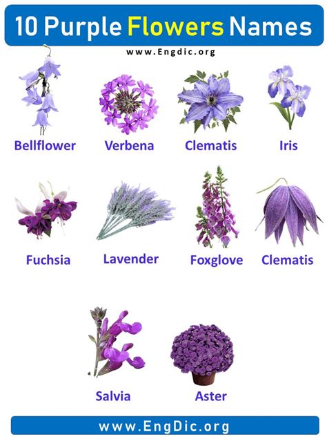 10 Purple Flowers names with Pictures, Flower Names | Purple flower ...