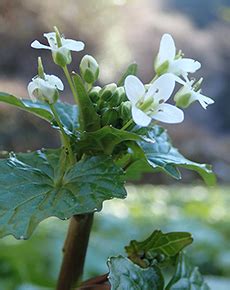 Traditional WASABI Cultivation in Shizuoka (GIAHS)(JNIAHS)