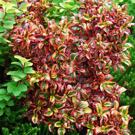 Coprosma 'Tequila Sunrise' Evergreen Colourful Garden Shrub | 9cm Pot ...