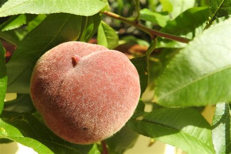 Free photo: Peach, Peach Tree, Fruit, Eat - Free Image on Pixabay - 1586954