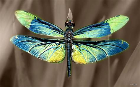 Dragonfly | SMILINGBAGEL