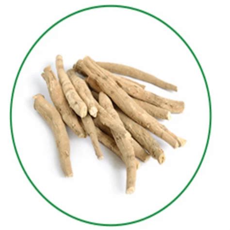 Withania Somnifera Extract at best price in New Delhi by Ambe ...