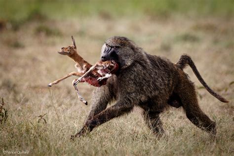 Chacma Baboon - Africa Geographic