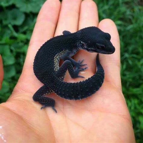 Black night leopard gecko | Cute lizard, Rare animals, Cute reptiles