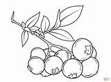 Blueberry Branch coloring Page  Free Printable Coloring Pages sketch template