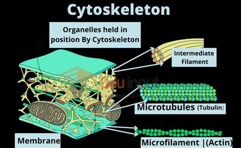 Cytoskeleton | Microtubules, Intermediate filament, and Microfilaments