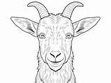Mindful Boer Goat Coloring Experience  Page sketch template