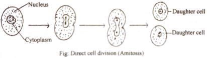 Define Amitosis with the Mechanism Process with Diagrams - QS Study