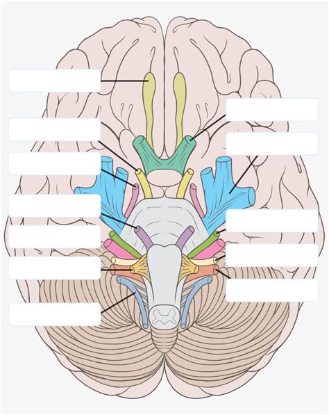 Nerves Clipart Nervous Boy - 12 Cranial Nerves Blank PNG Image | Transparent PNG Free Download ...