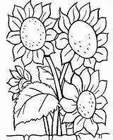 Girasoles Marchitos Para Colorear Imprimir E Dibujar –ColoringOnlyCom sketch template