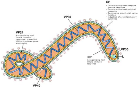 Understanding the Ebola virus | Ars Technica