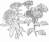 Zinnia Flower Coloring Pages Free Sketch Page sketch template