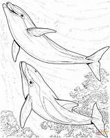 Free Printable Coloring Pages Dolphins sketch template