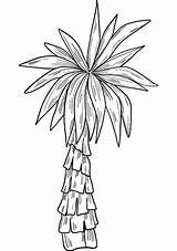 Palm Tree coloring Page  Free Printable Coloring Pages sketch template