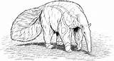 Anteater Coloring Pages Ant Clipart Drawing Outline Hill Giant Cliparts  sketch template