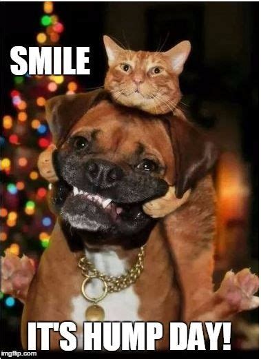 Smile, it's hump day! | Funny animal pictures, Funny dog memes, Animal pictures