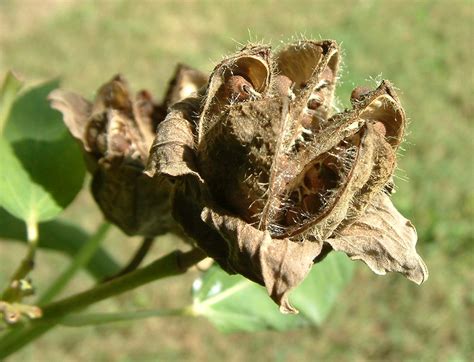 Pink Hibiscus Seed Pods 2 | Mom says they'll grow!!! | Flickr