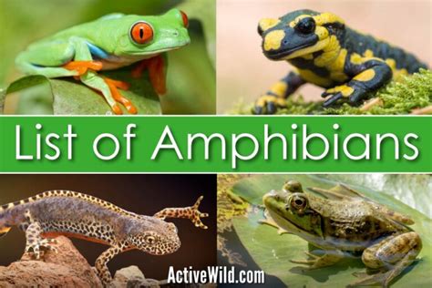 List Of Amphibians With Pictures & Facts: Examples Of Amphibian Species