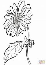 Sunflower coloring page  Free Printable Coloring Pages sketch template