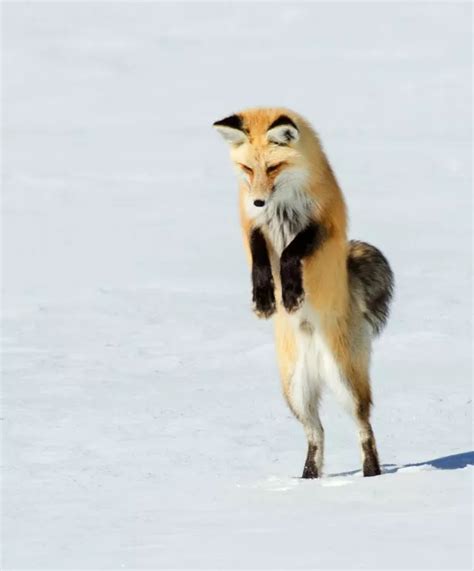 Amazing photos of a fox leaping on its prey and landing headfirst in snow - Irish Mirror Online