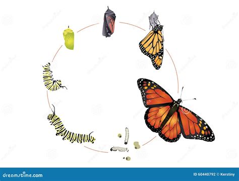 Ciclo De Vida Mariposa Monarca Ciclo De Vida De La Mariposa Ciclos ...