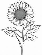 20  Free sunflower coloring pages 🌻🎨 Coloringpagesforkidsnet sketch template
