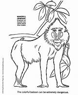 Wild Animal Coloring Pages  Baboon Page And Kids Activity sketch template