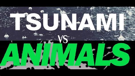 Animals vs tsunami - YouTube