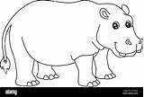 Hippo Coloring Pages Animals Hippopotamus sketch template