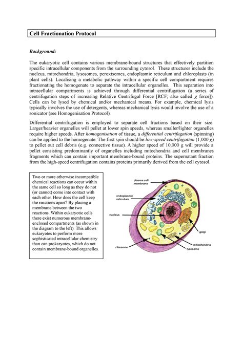 Cell Fractionation Protocol - Cell Fractionation Protocol Background: The eukaryotic cell ...