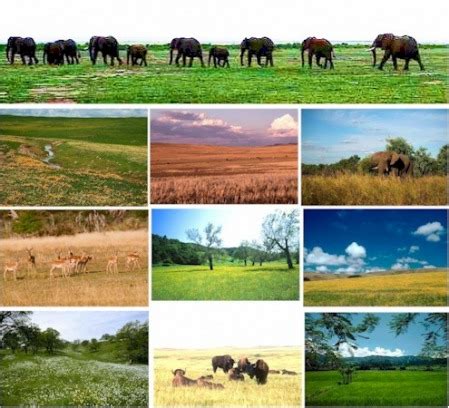 TYPES OF GRASSLAND - Grassland Info