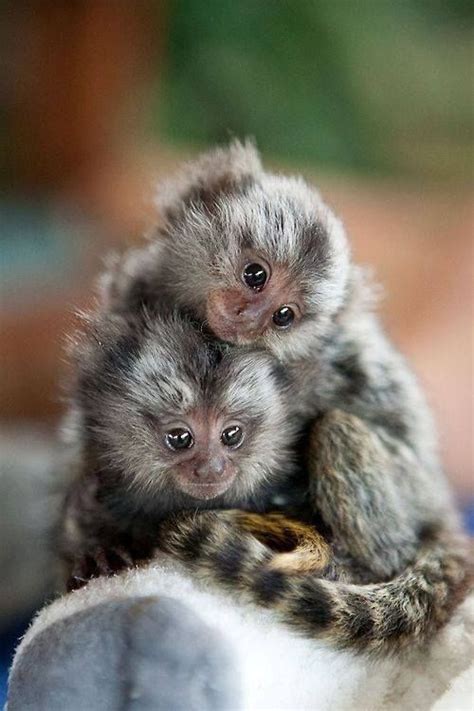 Finger Monkeys Being Their Small And Cute Selves (Photos) | Wild animals pictures, Animals ...