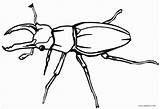 Insect Coloring Pages  ColoringBay sketch template