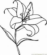 Easter Lily Coloring Page sketch template