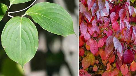 Dogwood Trees: Types, Leaves, Bark - Identification (With Pictures)