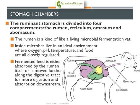 Nutrition & Ruminant Anatomy - ppt video online download | Agricultural ...