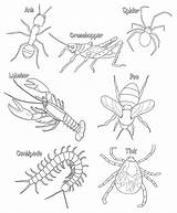 Millipede Coloring Pages sketch template