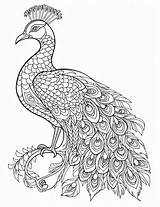 Peacock mandala coloring Page  Coloring Books For Children And Adults sketch template