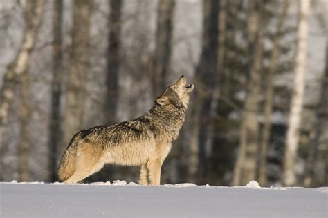 Wolf Hunting in Minnesota Isn't Happening Anytime Soon | | Outdoor Life