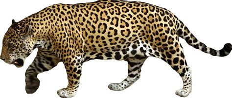 Jaguar | Animals wild, Jaguar animal, Animals