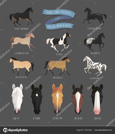 Rare horse coat colours and facial markings Stock Illustration by ...