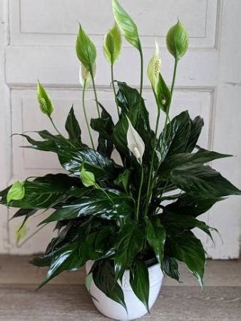 Comfort Planter Green Plant in New Castle, IN - WEILAND'S FLOWERS