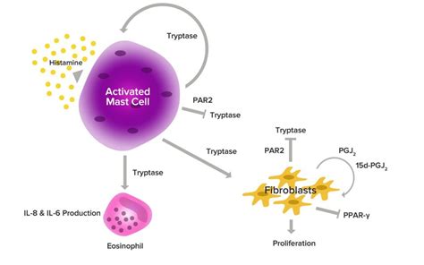 The Role of Tryptase in Mast Cell Stabilization | Mast cell activation syndrome, Mast cell ...