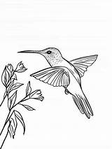 25  Hummingbird Coloring Pages Beauty Of Nature In Flight 🎨🐦 sketch template