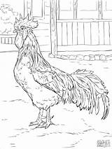 Chicken Pages Animals Coloring sketch template
