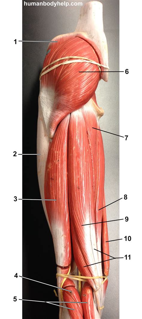 Female Upper Thigh Anatomy - Posterior Thigh Muscles (avec images) | Corps humain, Corps / 252 ...