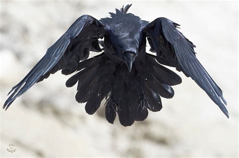 Ravens Flight by JestePhotography - VIEWBUG.com