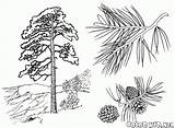 Southern Longleaf Pine Coloring Page sketch template